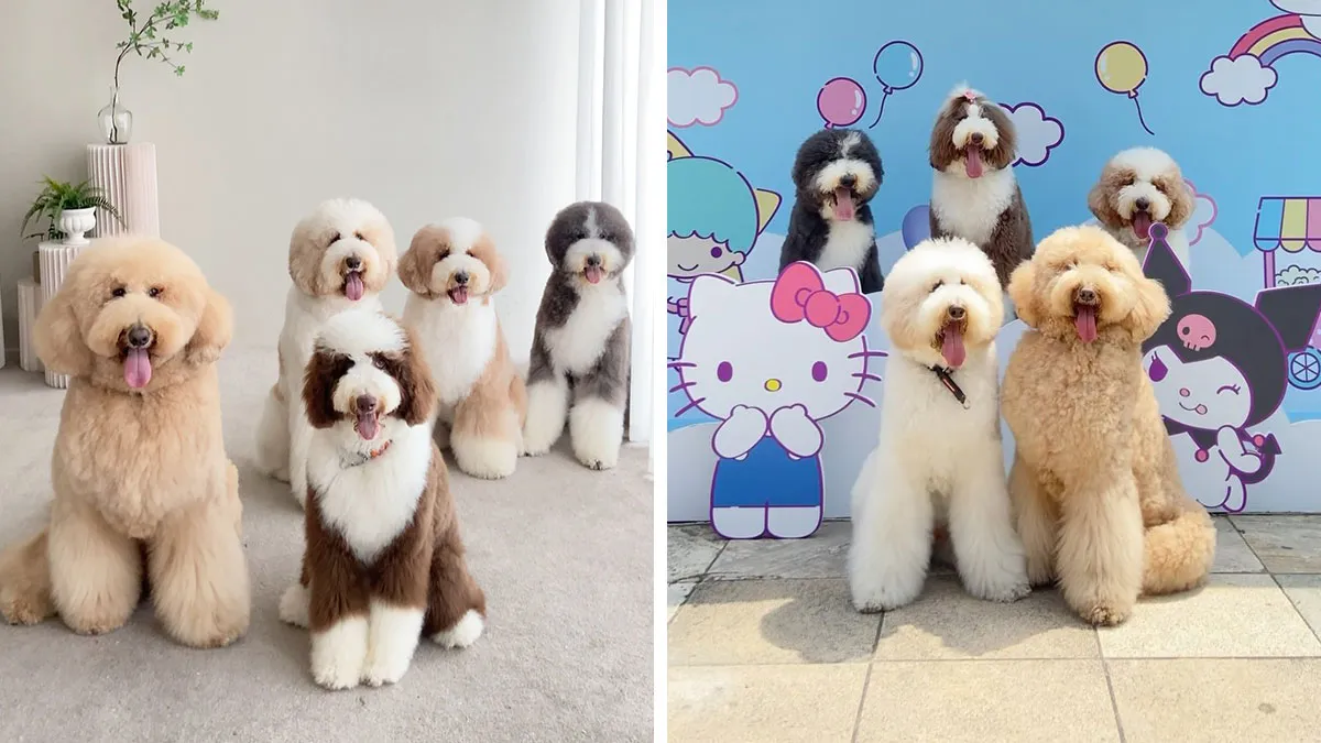 48 Photos Of Cute Fluffy Dog Squad Shared By This Instagram Account