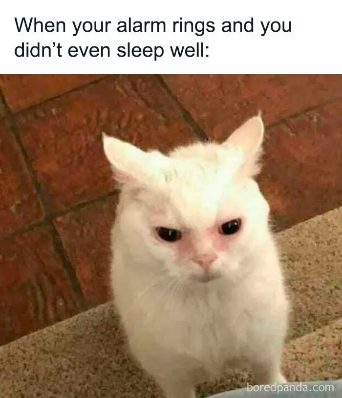 If You Haven’t Had Your Dose Of Memes Today, Here Are 50 Hilarious Posts