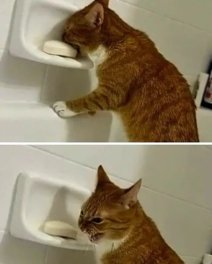 50 Hilarious Pictures Of Animals Going Off The Rails And Full “Goblin Mode” (New Pics)