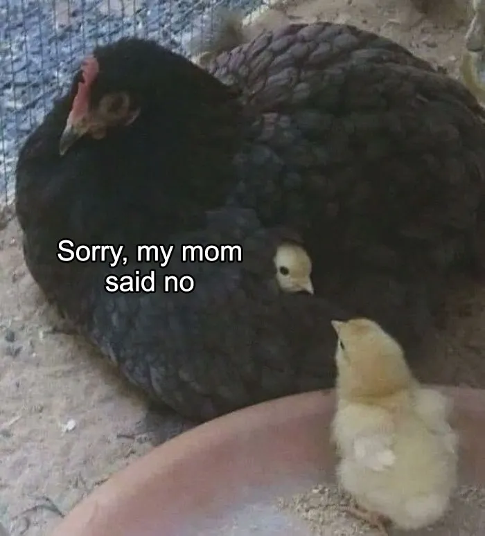 50 Hilarious Pictures Of Animals Going Off The Rails And Full “Goblin Mode” (New Pics)
