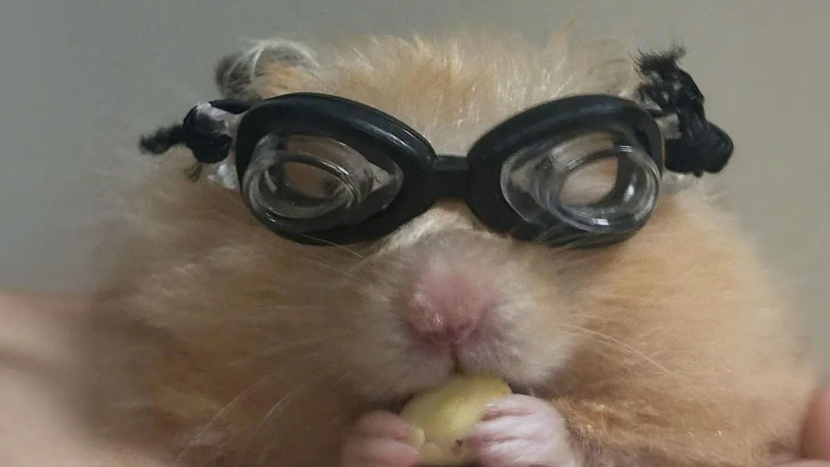50 Hilarious Pictures Of Animals Going Off The Rails And Full “Goblin Mode” (New Pics)