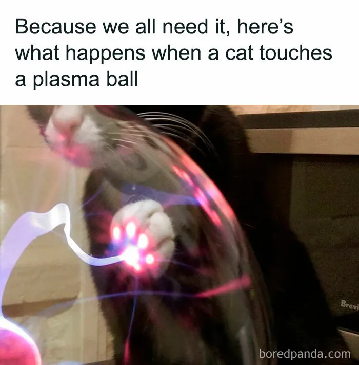 50 Adorable And Funny Cat Memes That May Brighten Your Day