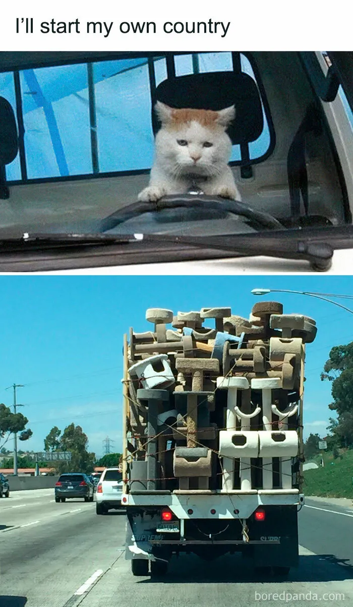 50 Adorable And Funny Cat Memes That May Brighten Your Day