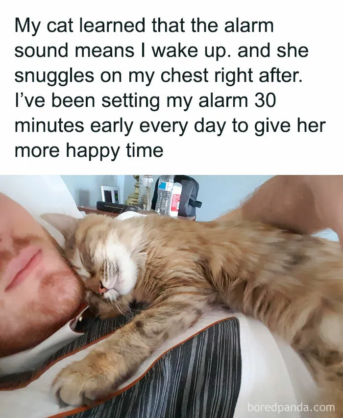 50 Adorable And Funny Cat Memes That May Brighten Your Day