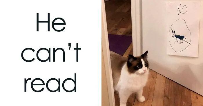 50 Adorable And Funny Cat Memes That May Brighten Your Day