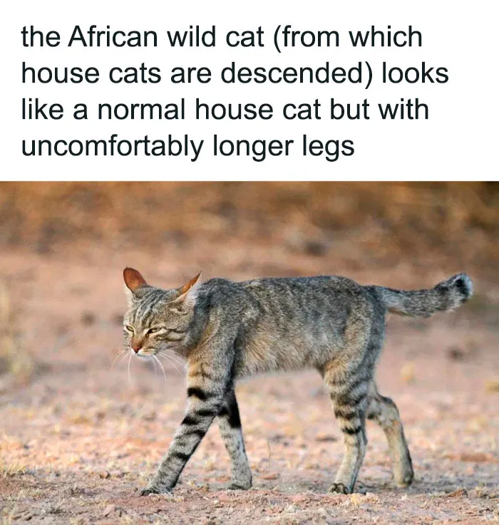 Blursed_cat