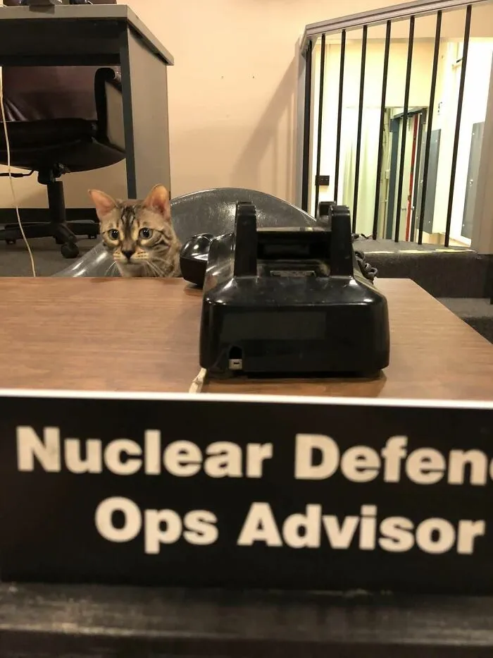 Cat sitting behind a desk labeled Nuclear Defense Ops Advisor with a vintage black telephone in a quirky office scene.