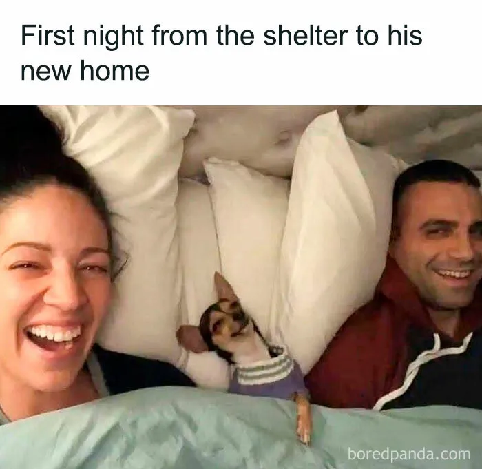 50 Funny Dog Memes That Are A True Ray Of Sunshine On A Tiring Day