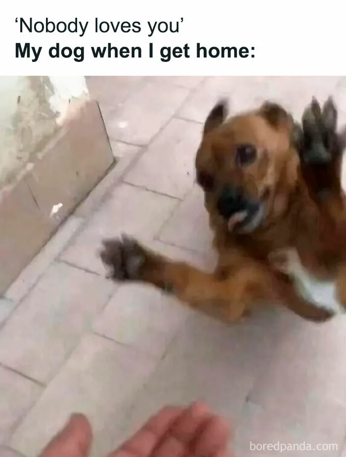 50 Funny Dog Memes That Are A True Ray Of Sunshine On A Tiring Day