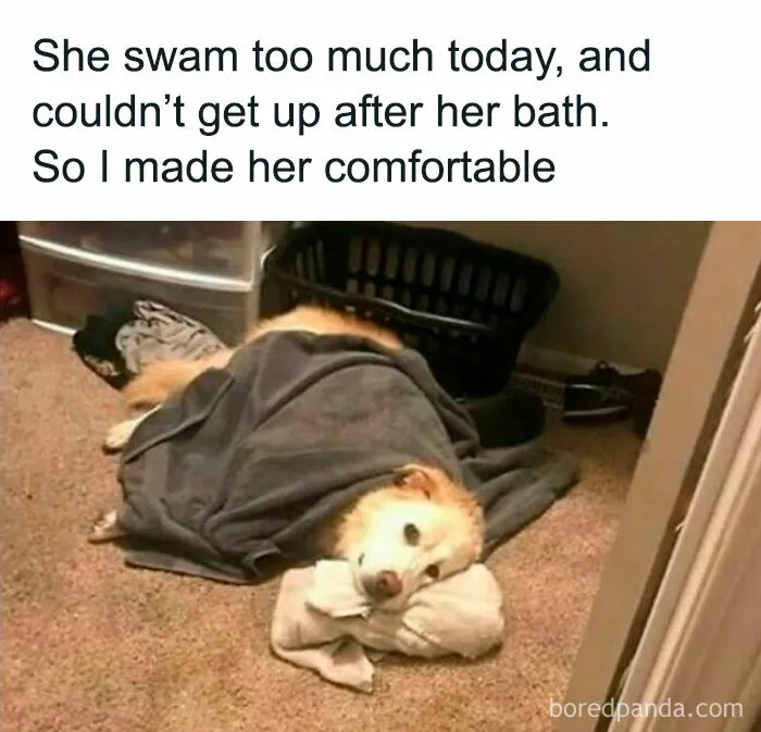 50 Funny Dog Memes That Are A True Ray Of Sunshine On A Tiring Day