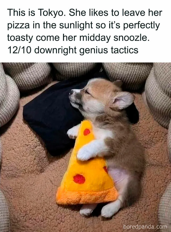 50 Funny Dog Memes That Are A True Ray Of Sunshine On A Tiring Day