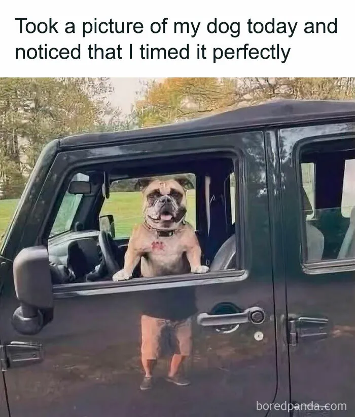 50 Funny Dog Memes That Are A True Ray Of Sunshine On A Tiring Day
