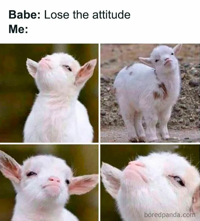 Four close-ups of a baby goat showing a cute attitude, perfect for a daily serotonin boost from Instagram pics.