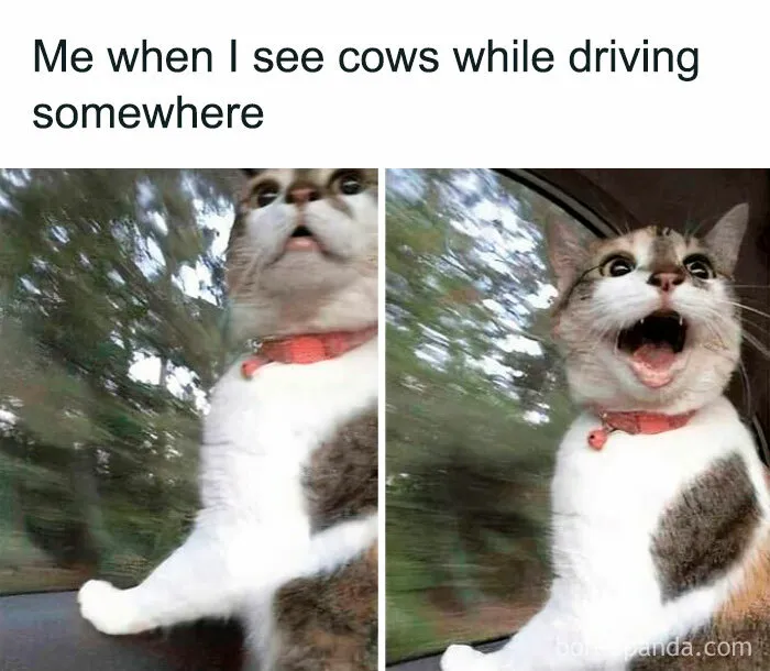 Cat with a shocked expression looking out car window, capturing serotonin boost from funny and surprising moments on IG page.