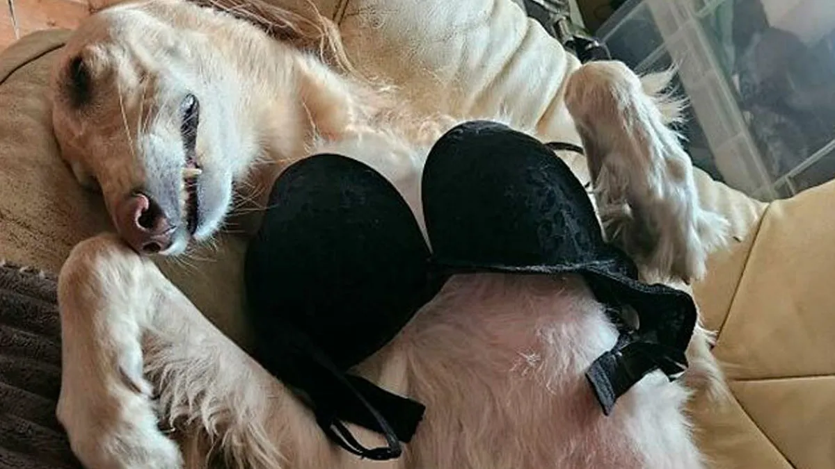 50 Times Dogs Were So Funny And Cute Owners Just Couldn’t Help But Share (New Pics)