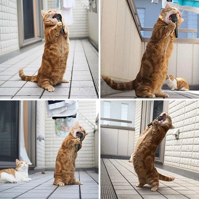 I Couldn’t Resist Photoshopping This Cat