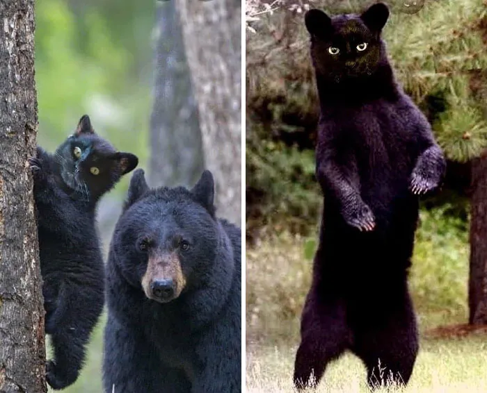 My Sister Who Kept Photoshopping Her Cat’s Face Onto Bees Sent Me These Bears