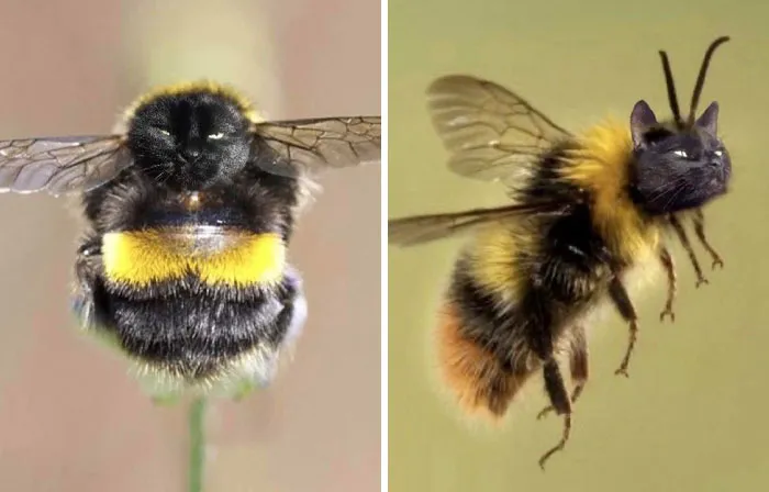 My Sister Keeps Photoshopping Her Cat’s Face Onto Bees