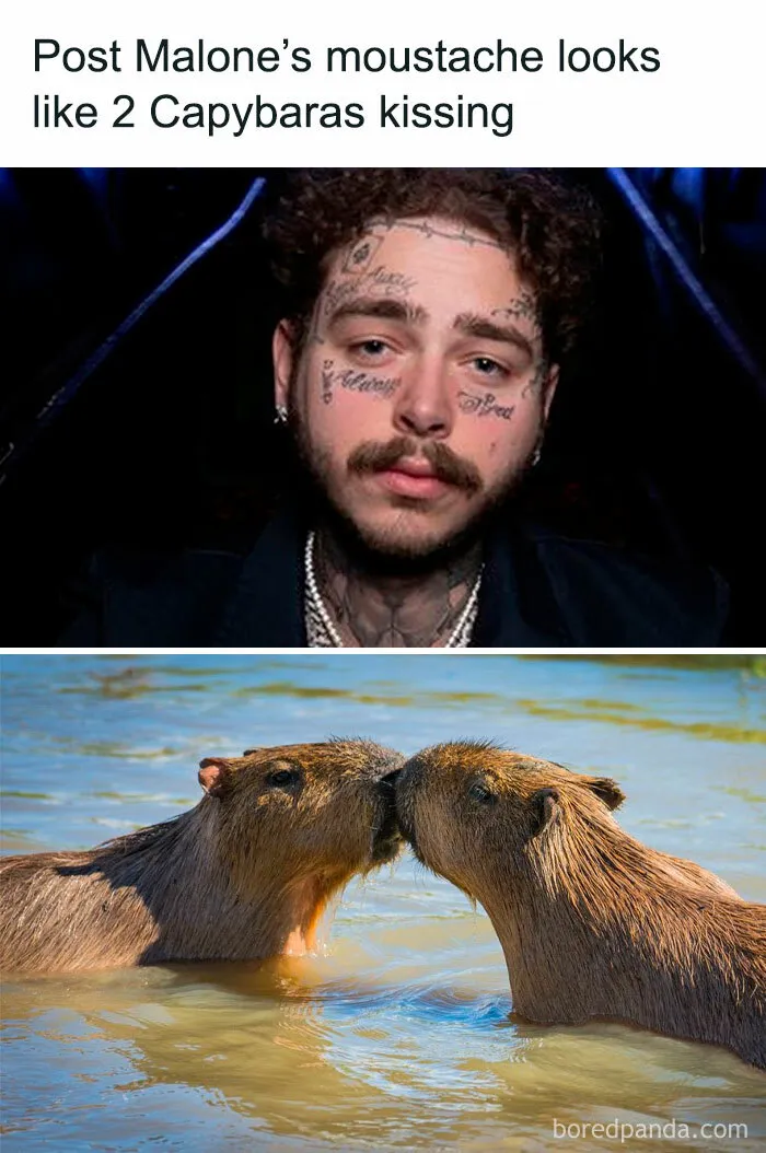 50 Hilariously Random Memes About Anything And Everything (New Pics)