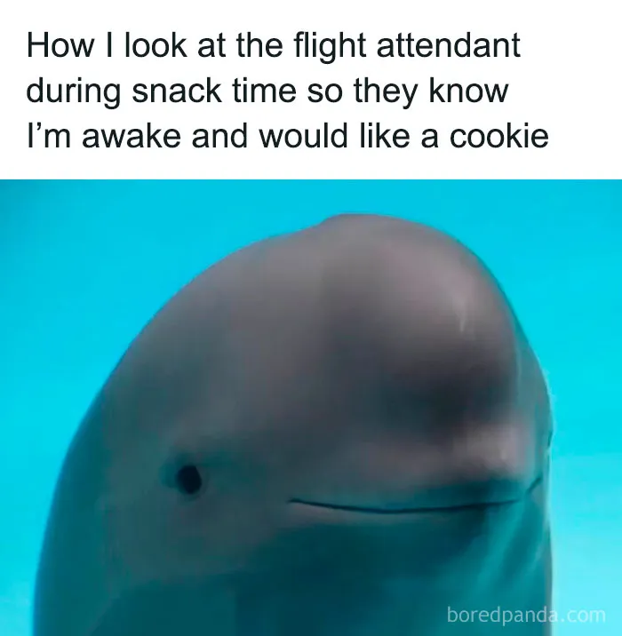 50 Funny Memes That You Might Want To Save For A Bad Day