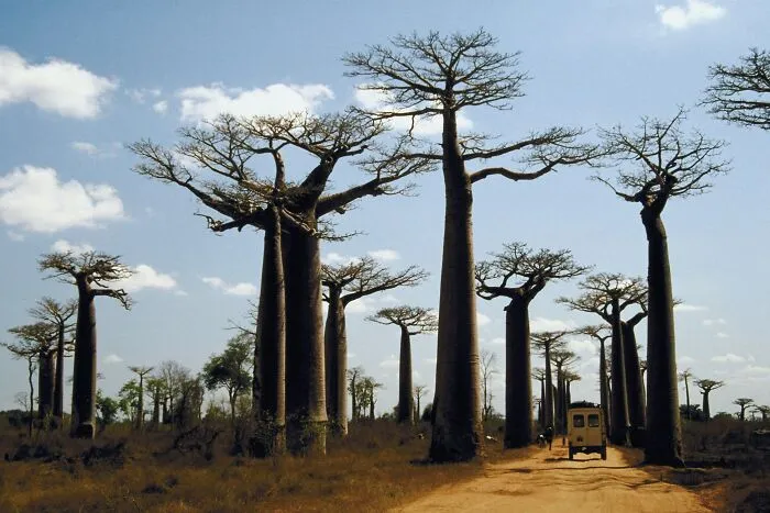 Avenue Of The Baobabs, Madagascar