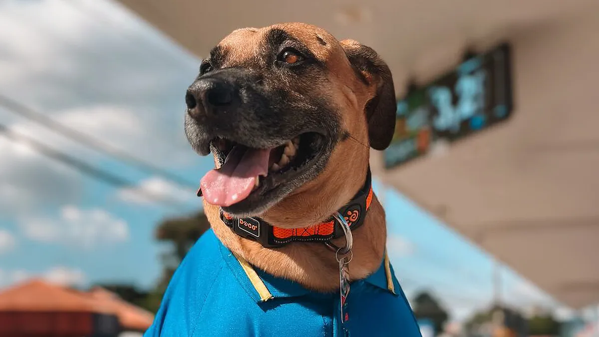 The Remarkable Story Of Matuê: From Homeless Pup To Gas Station Hero Saving Hundreds Of Dogs