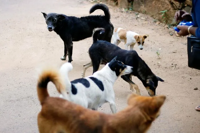 Loyal Pack Mates Stood Up For Their Friend