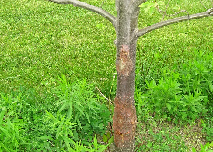 Young tree trunk with scarred bark surrounded by green grass and plants on a bright sunny day related to historical events.