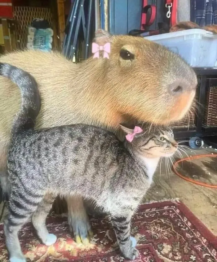 50 Animal Pics That Are Too Good Not To Share