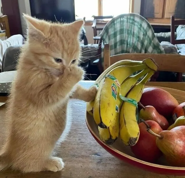 50 Animal Pics That Are Too Good Not To Share