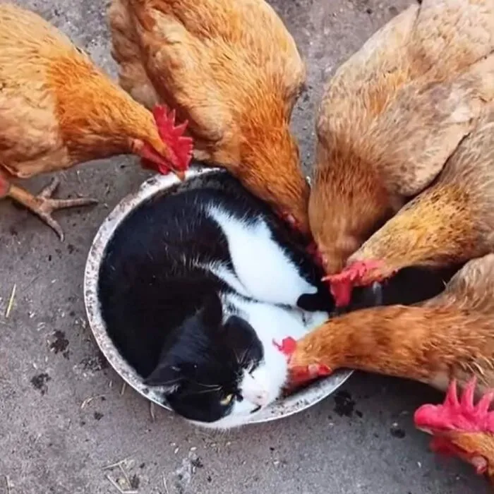 50 Animal Pics That Are Too Good Not To Share