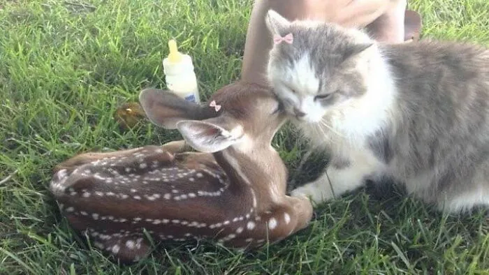 50 Animal Pics That Are Too Good Not To Share