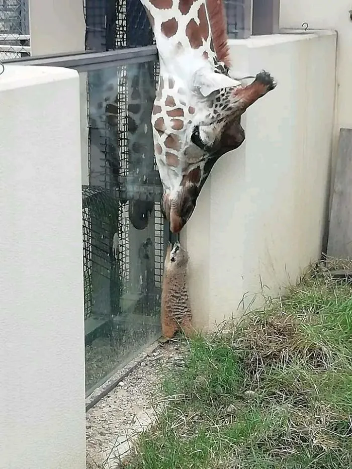 50 Animal Pics That Are Too Good Not To Share
