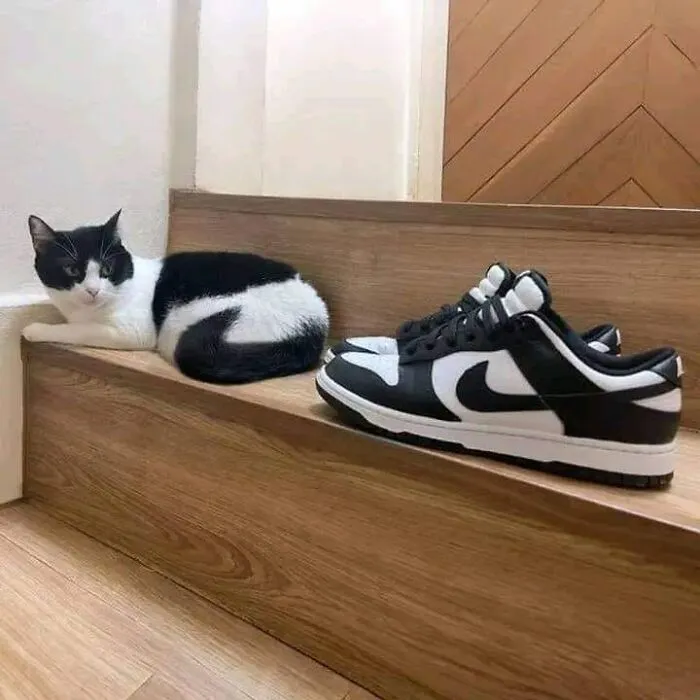 50 Animal Pics That Are Too Good Not To Share