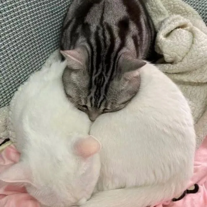 50 Animal Pics That Are Too Good Not To Share