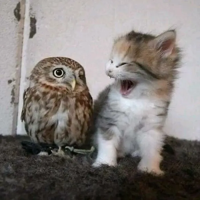 50 Animal Pics That Are Too Good Not To Share