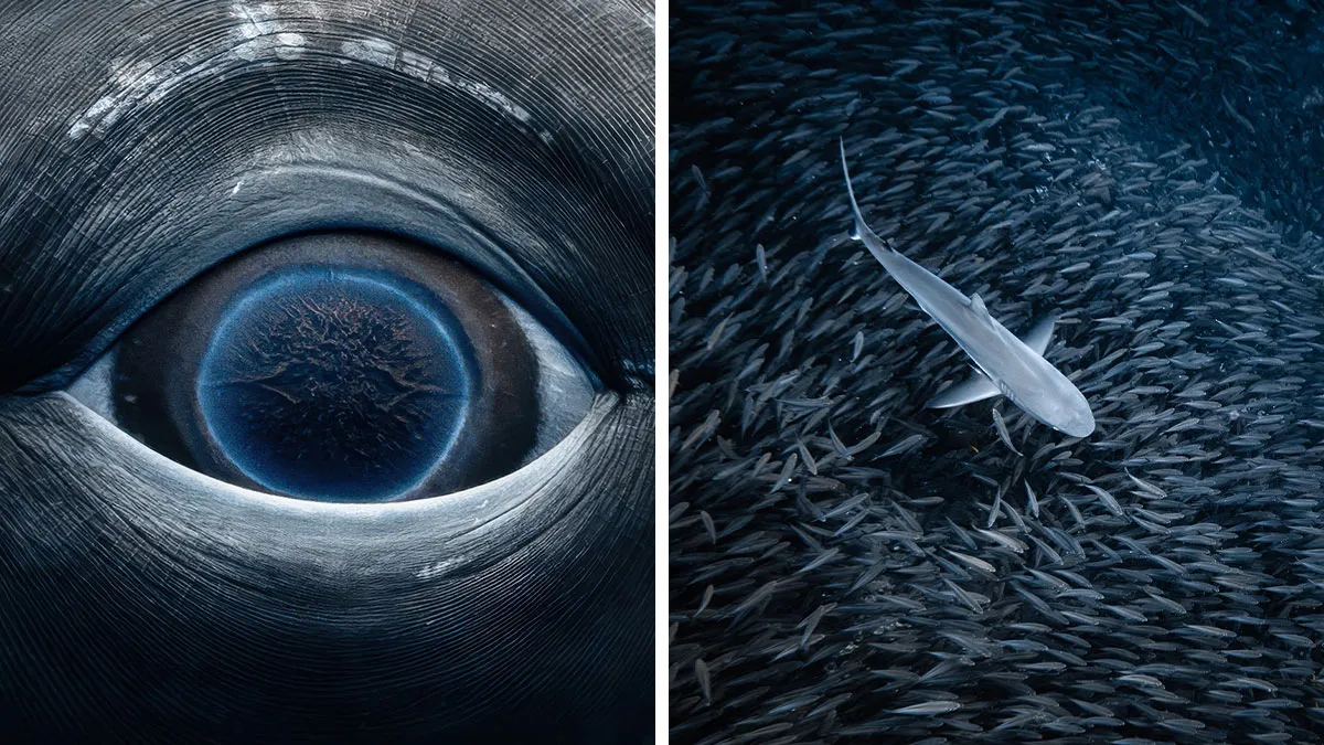 Photographer Captures Breathtaking Underwater Scenes (30 Pics)