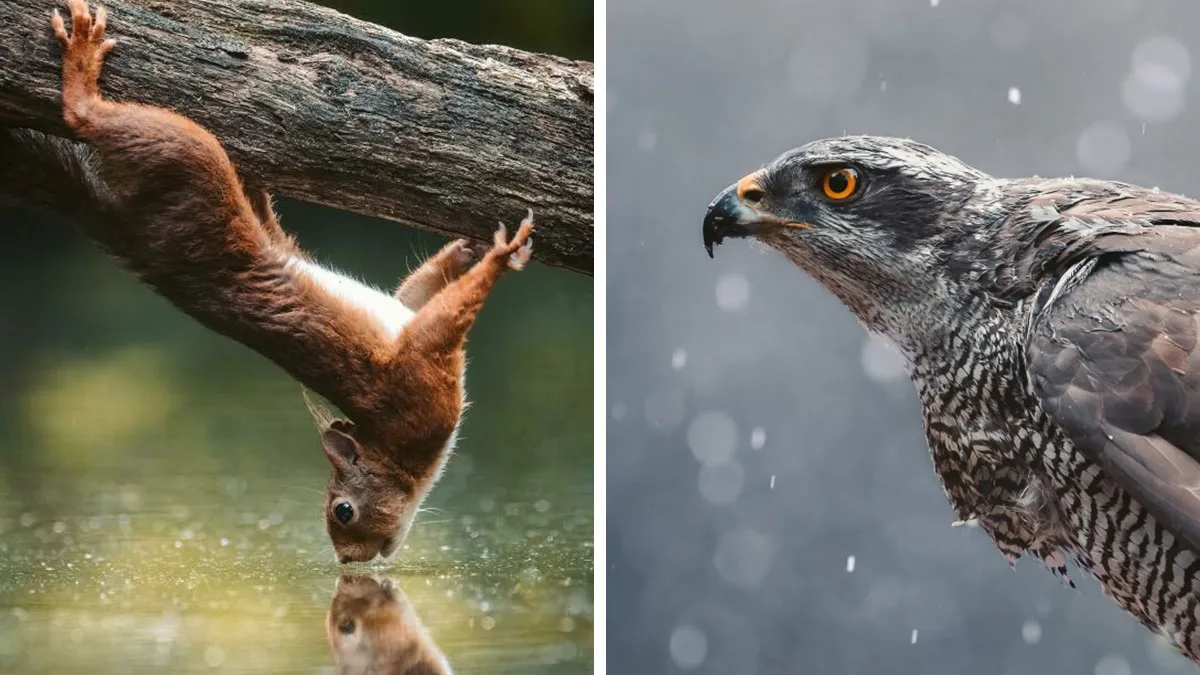 30 Magical Wildlife Moments Seen Through Joren De Jager’s Lens