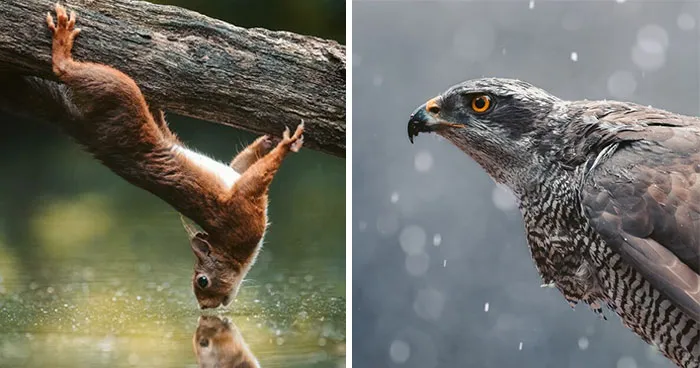 30 Magical Wildlife Moments Seen Through Joren De Jager’s Lens