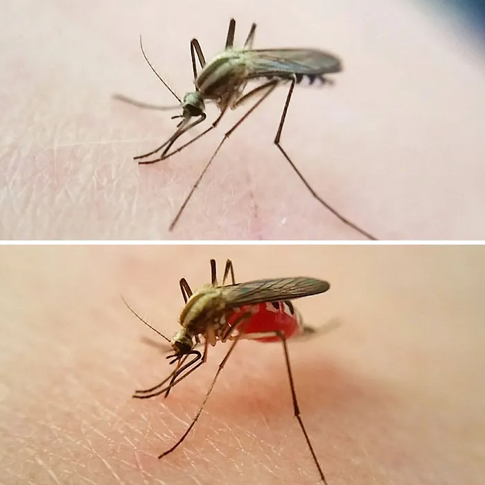 Close-up before and after photos of a mosquito on skin showing changes after feeding with visible blood in its abdomen.