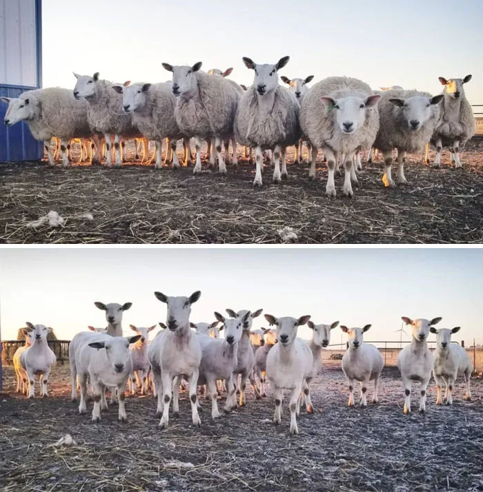 My Ewes Before And After Shearing Yesterday