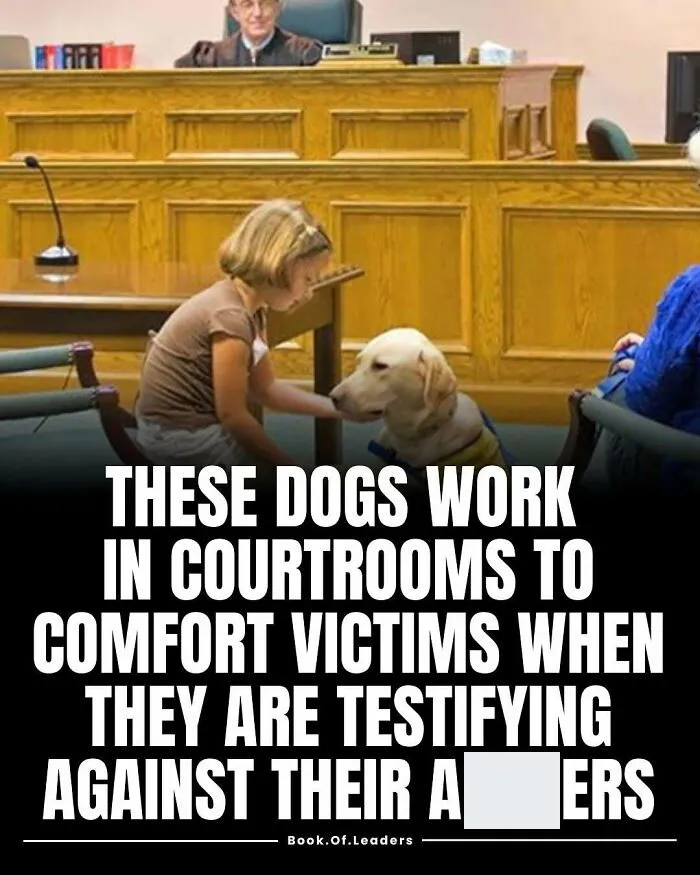 Child comforting a courtroom dog trained to help victims during testimony in a legal setting, facts to teach you.