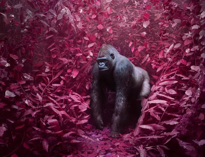 "Gorilla" From "Eremozoic", 2021