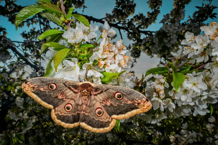 Other Animals, 8th Place: Orchard In Vienna By Niklas Banowski