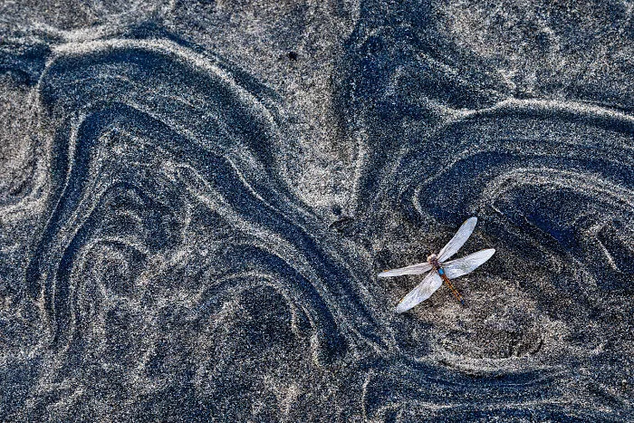 Other Animals, Category Winner: West Coast Dragon By Dr. Gerald Haas
