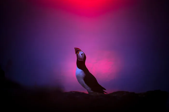 Birds, 4th Place: Courtship Display By Karsten Mosebach