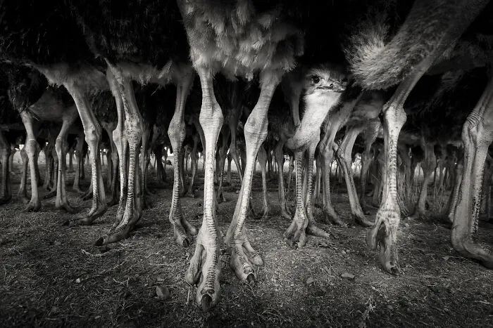 Birds, 5th Place: A Matter Of Perspective... By Peter Mrasek