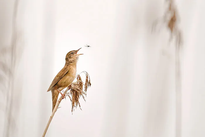 Birds, 6th Place: Sing 'N Snack By Wolfram Nagel