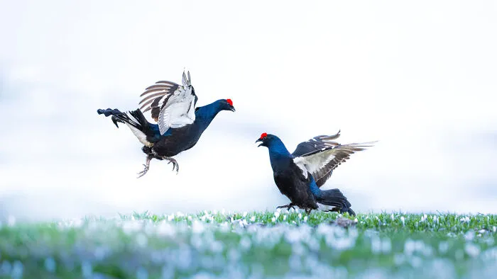 Birds, 9th Place: Dancing Rivals By Nicole Watkins