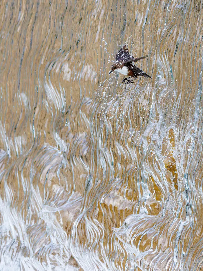 Overall Winner: Dipper Flying Through Waterfall By Konrad Wothe